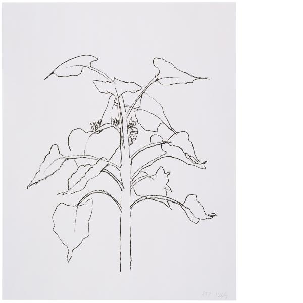 Ellsworth Kelly, Sunflower I, 2004