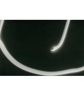 Tacita Dean, Eclipse Drawings #1, 2025